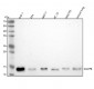 Anti-VAMP8/Endobrevin Rabbit Monoclonal Antibody